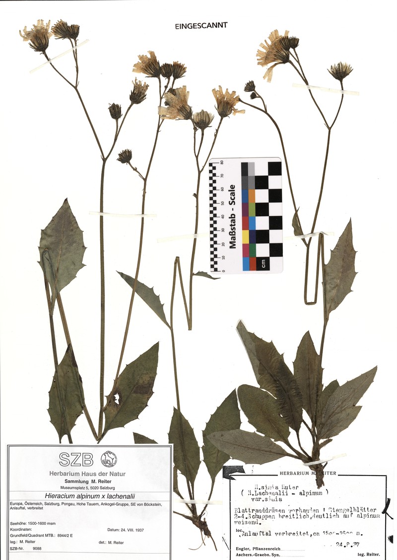 Hieracium simia