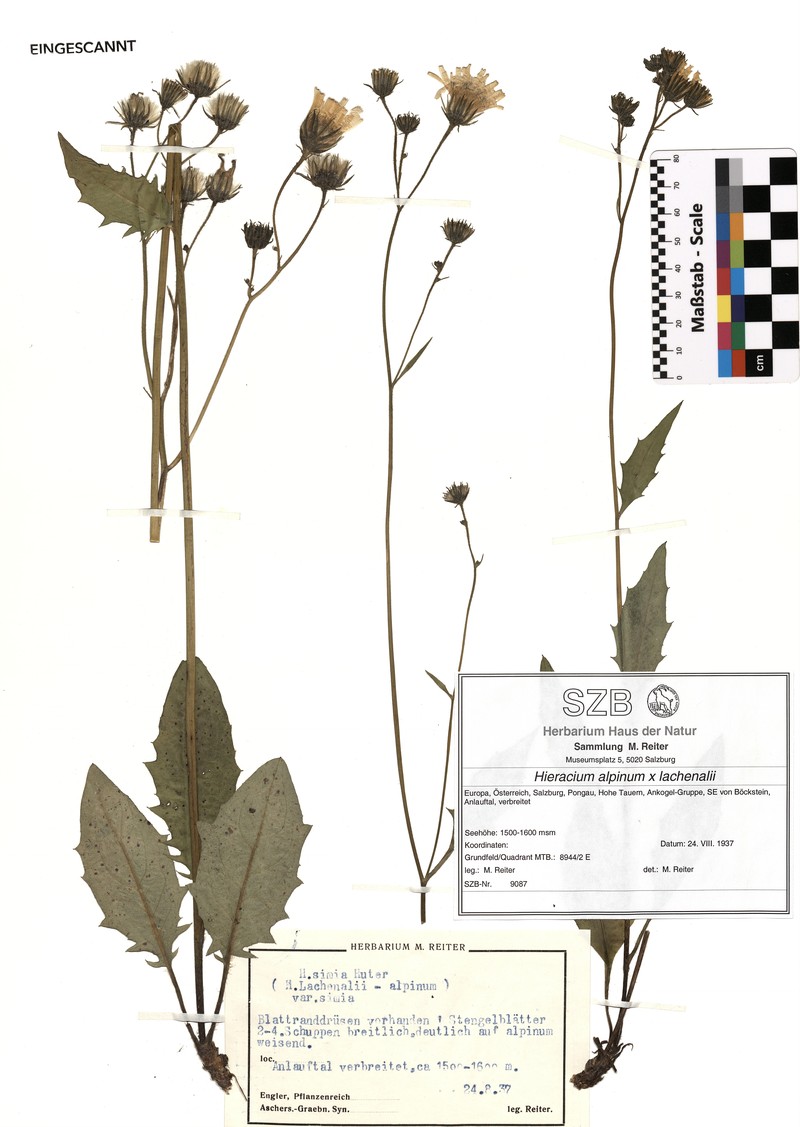 Hieracium simia photo 2