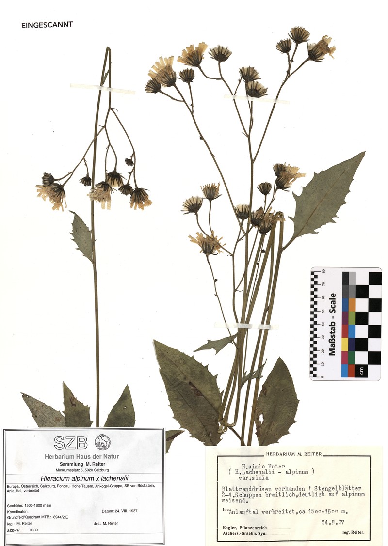 Hieracium simia photo 3
