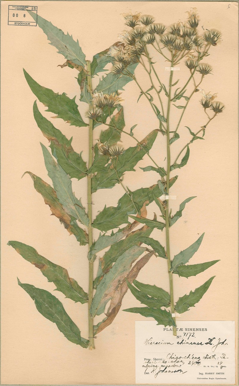 Hieracium sinoaestivum photo 2