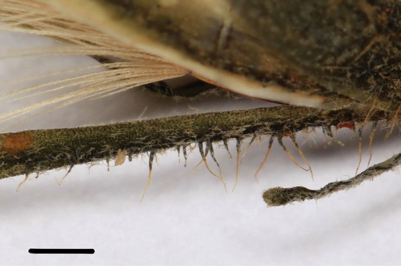 Hieracium sinoaestivum photo 3