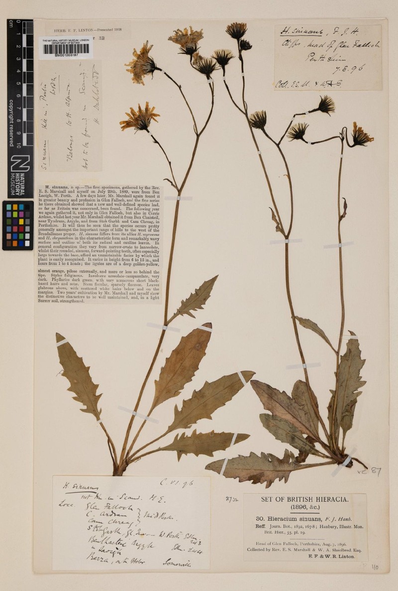 Hieracium sinuans