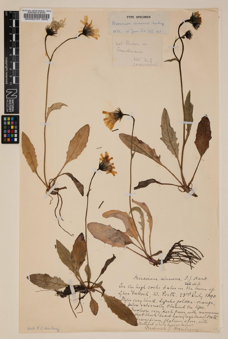 Hieracium sinuans photo 2