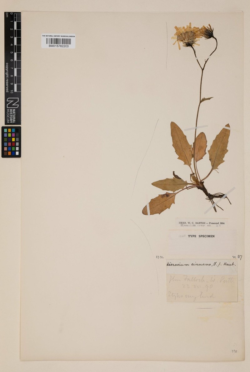 Hieracium sinuans photo 3