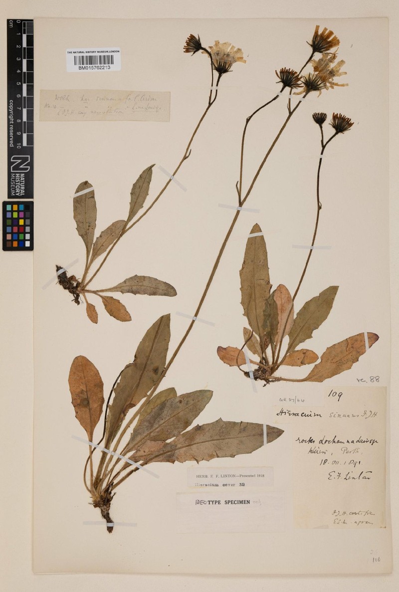 Hieracium sinuans photo 4