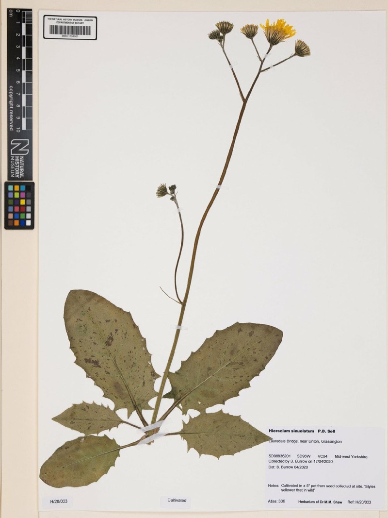 Hieracium sinuolatum