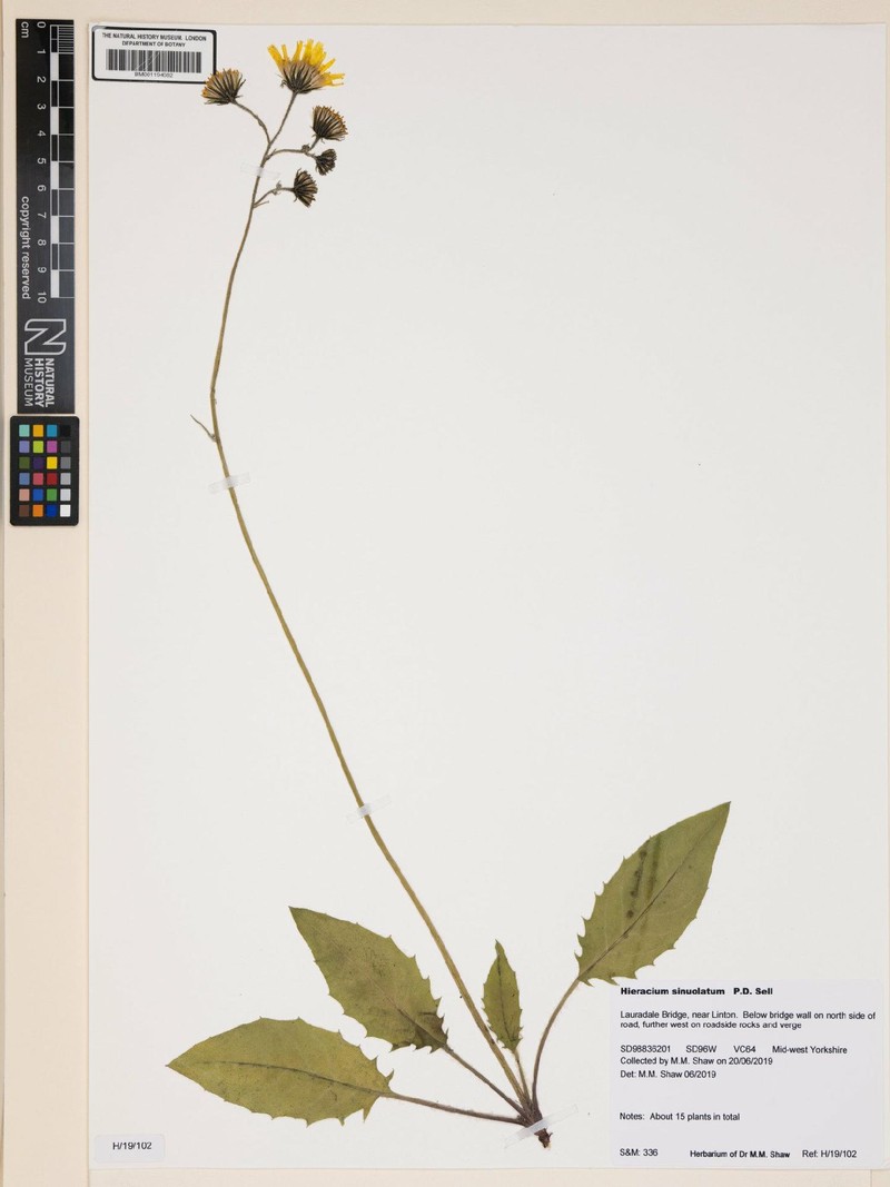 Hieracium sinuolatum photo 2