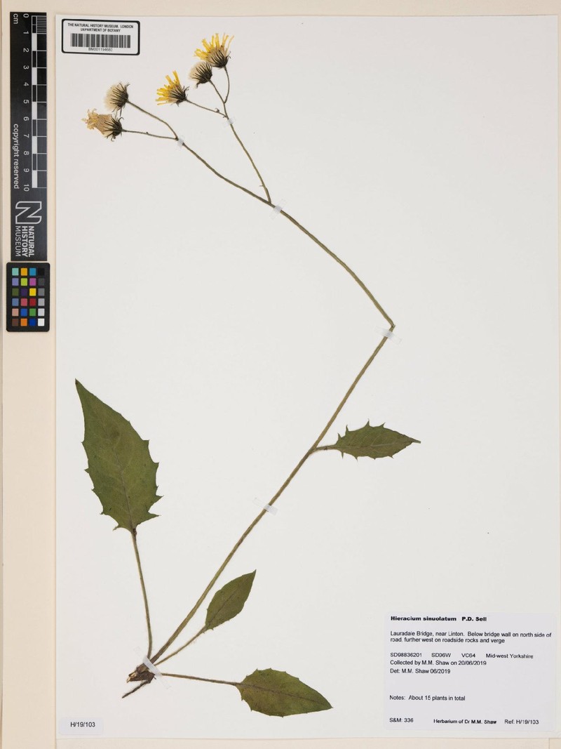 Hieracium sinuolatum photo 3