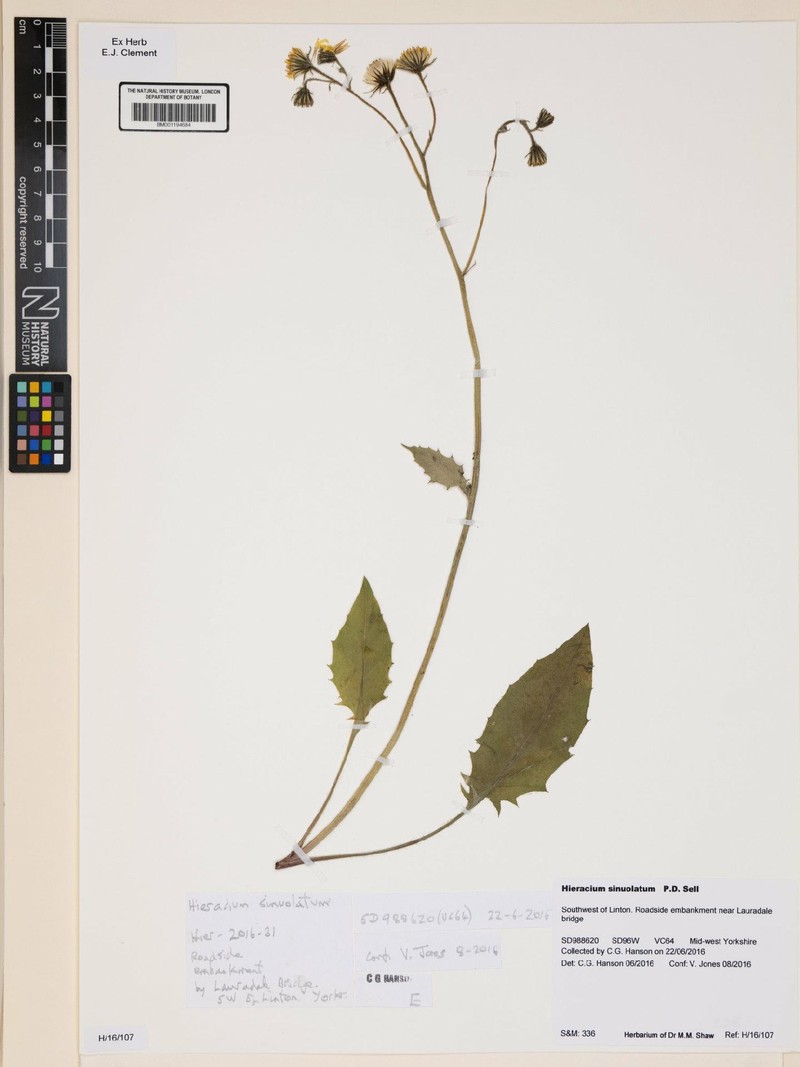 Hieracium sinuolatum photo 4
