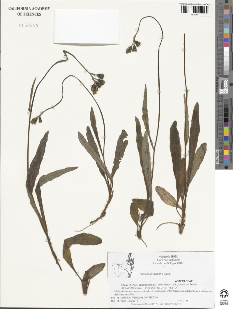 Hieracium skutchii