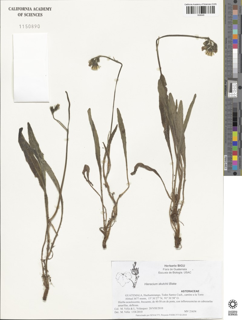Hieracium skutchii photo 3
