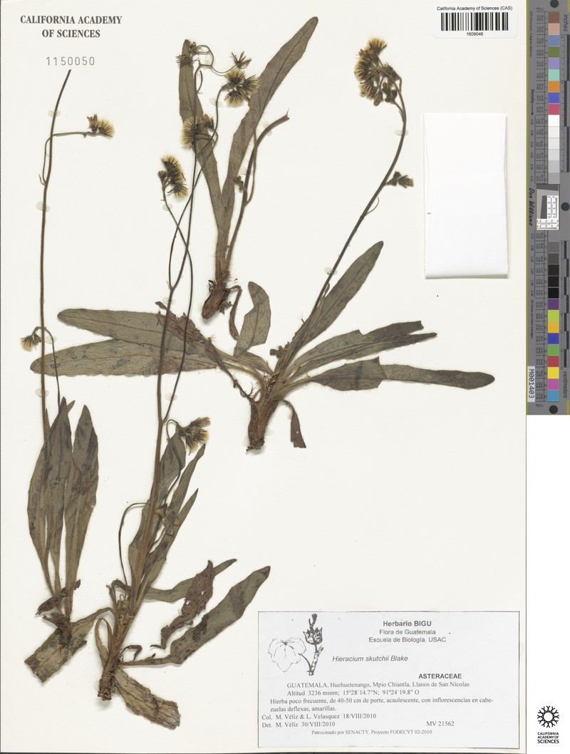 Hieracium skutchii photo 4