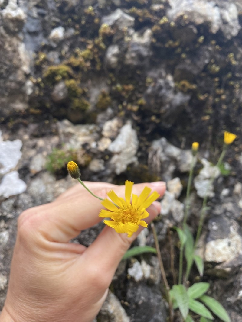 Hieracium snowdoniense