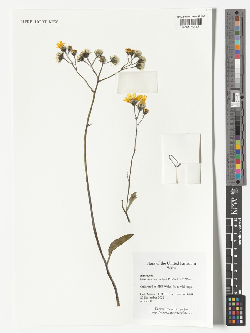 Hieracium snowdoniense photo 2