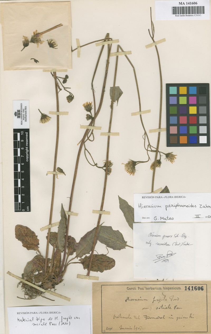 Hieracium sociale