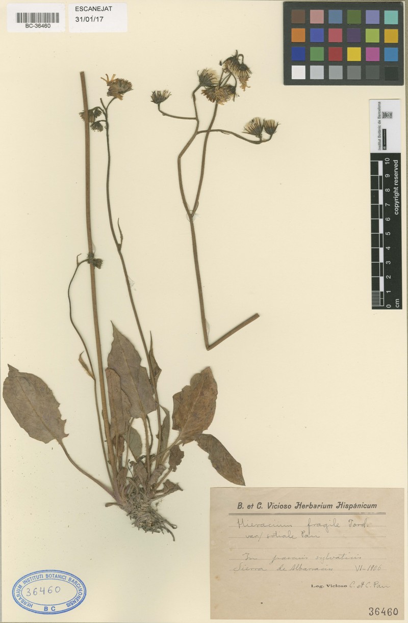 Hieracium sociale photo 2
