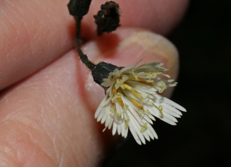 Hieracium sodiroanum