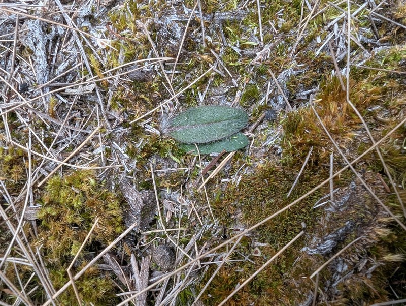 Hieracium sodiroanum photo 2