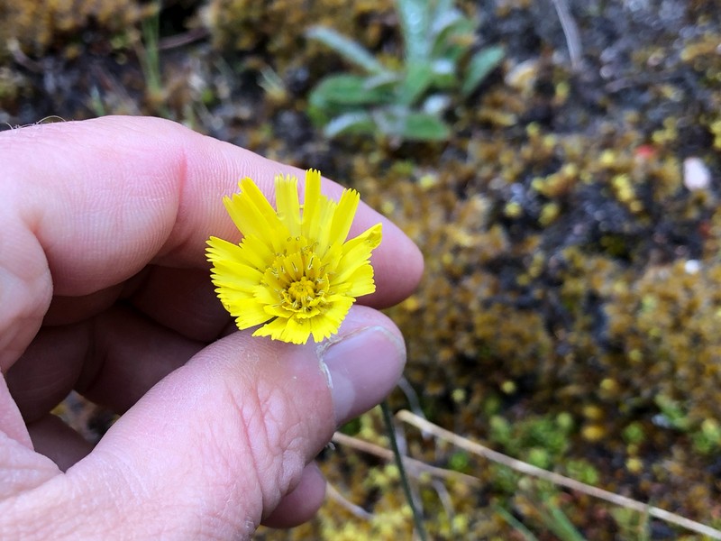Hieracium sodiroanum photo 3