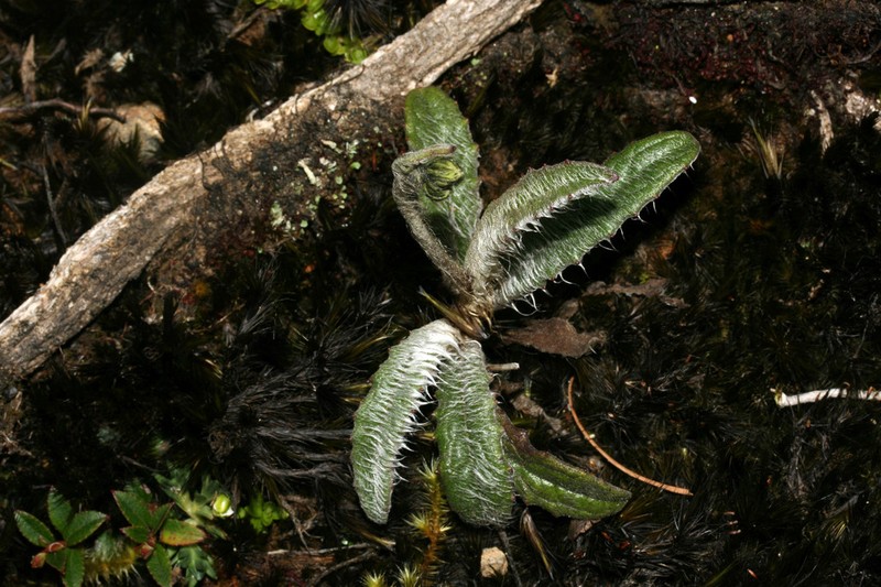 Hieracium sodiroanum photo 4