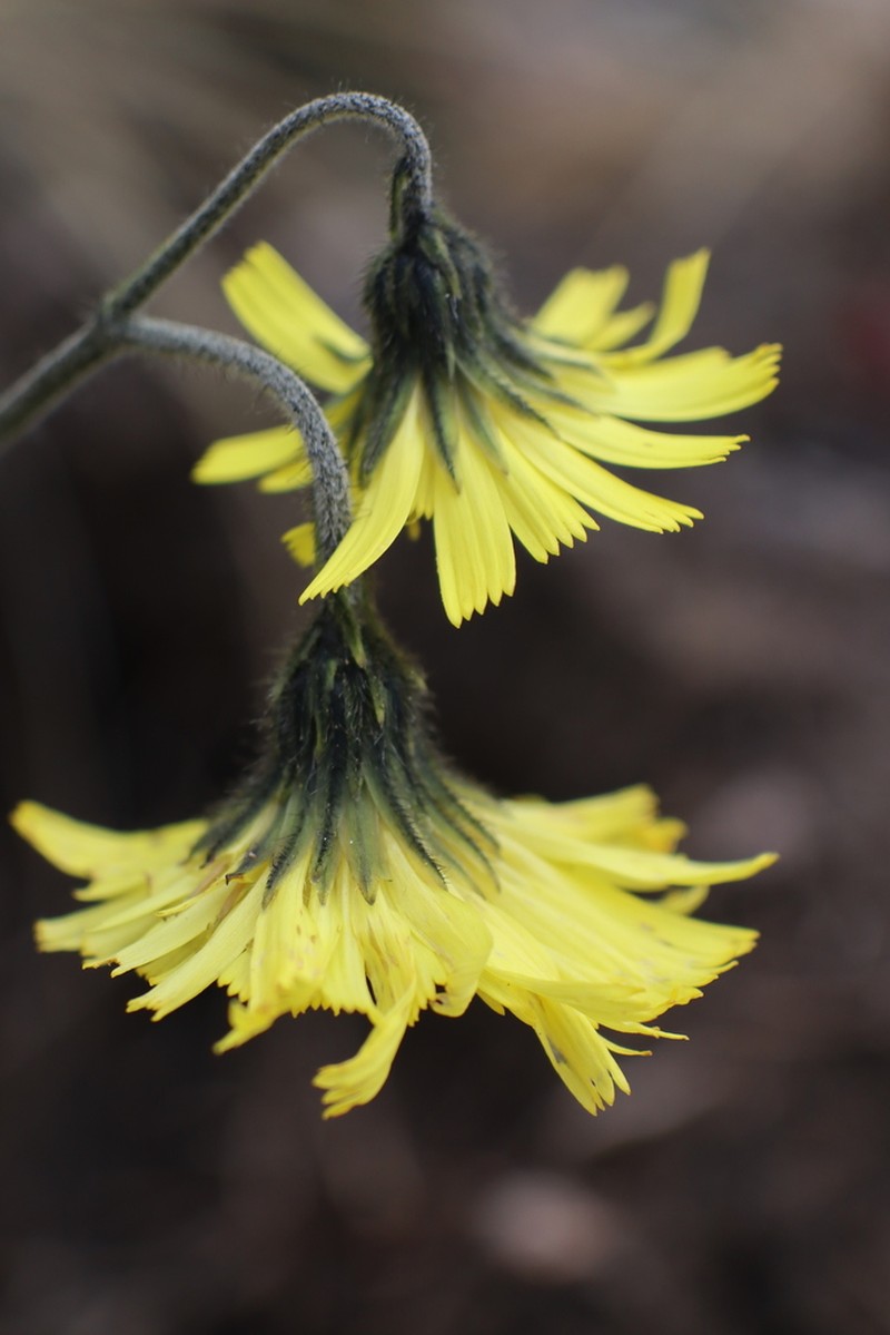 Hieracium sodiroanum photo 5