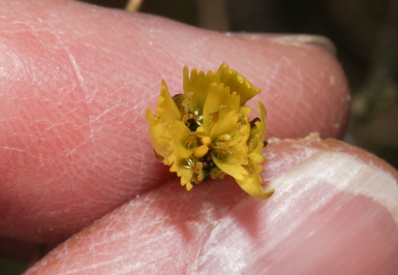 Hieracium sodiroanum photo 6