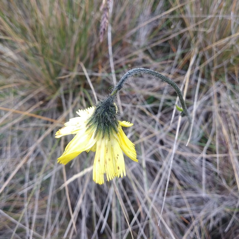 Hieracium sodiroanum photo 7