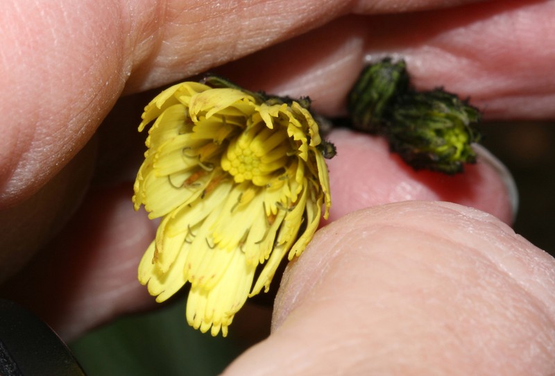 Hieracium sodiroanum photo 8