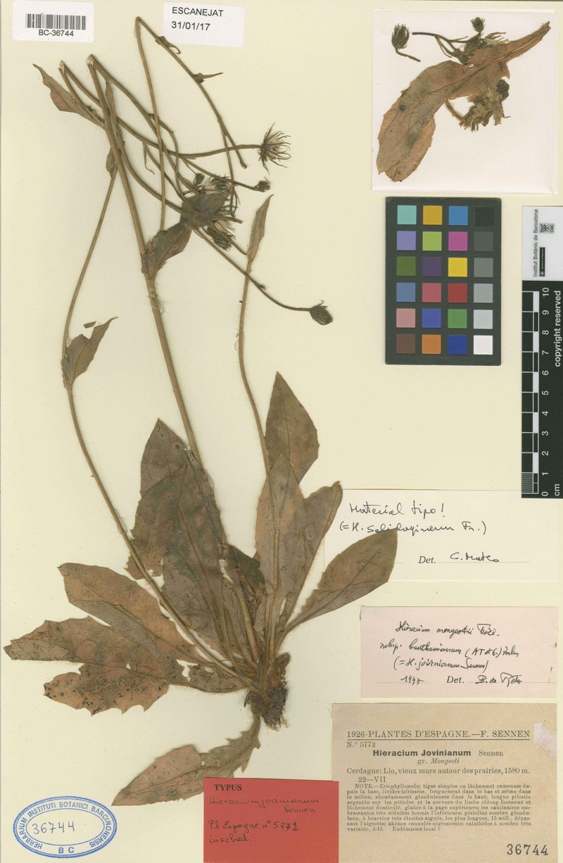 Hieracium solidagineum