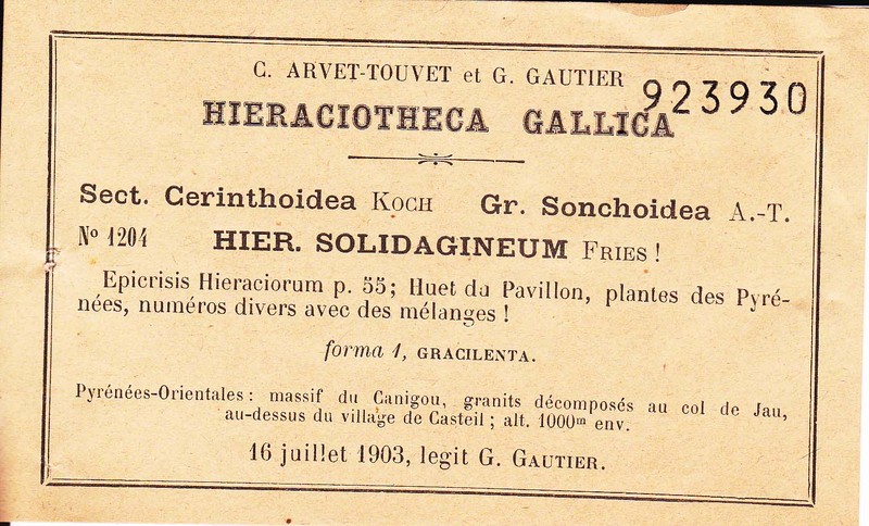 Hieracium solidagineum photo 2