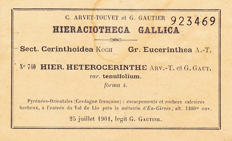 Hieracium solidagineum photo 3