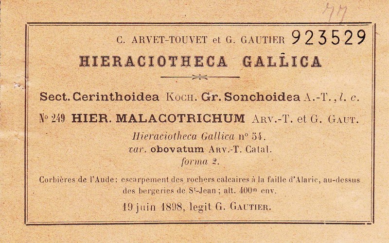 Hieracium solidagineum photo 4
