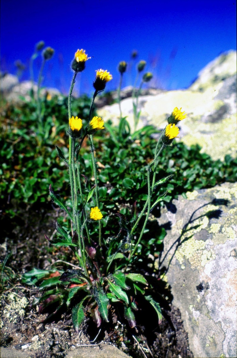 Hieracium sommerfeltii