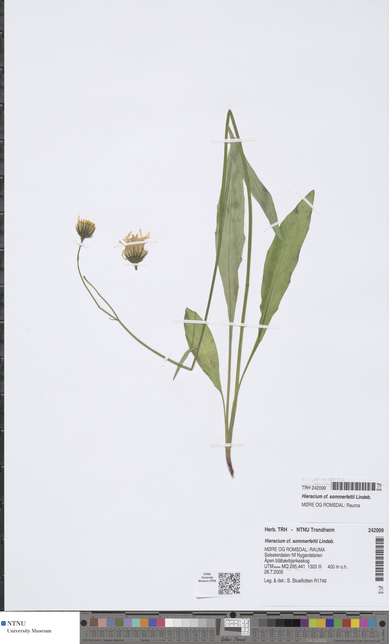 Hieracium sommerfeltii photo 2