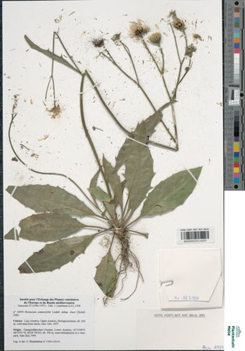Hieracium sommerfeltii subsp. clusii