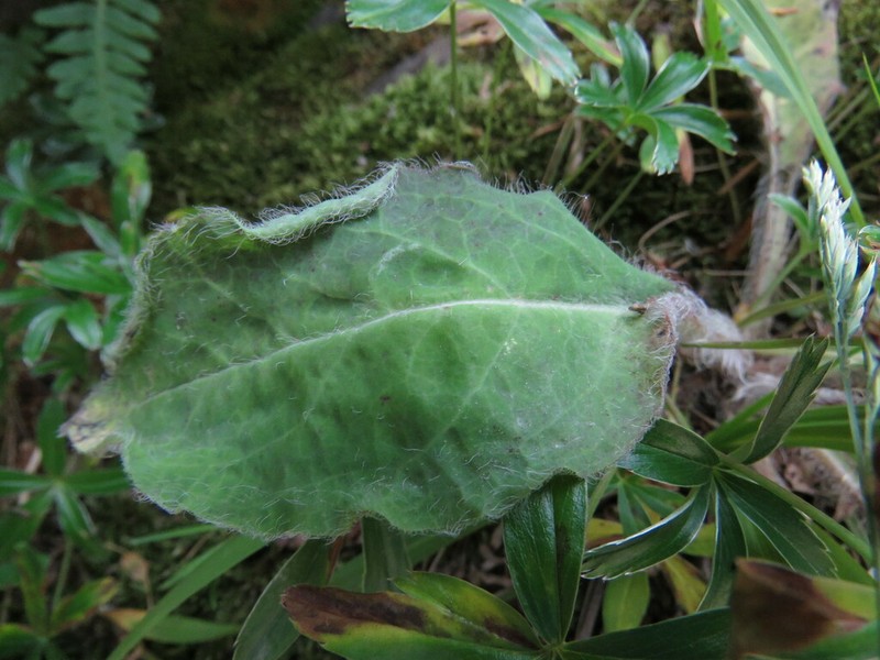 Hieracium sonchoides