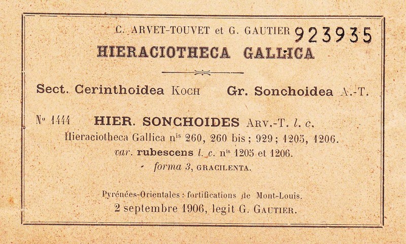 Hieracium sonchoides photo 2