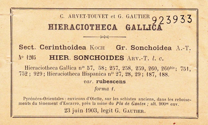 Hieracium sonchoides photo 4