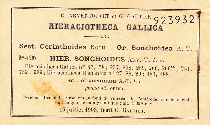 Hieracium sonchoides photo 5