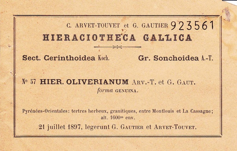 Hieracium sonchoides subsp. sonchoides photo 4