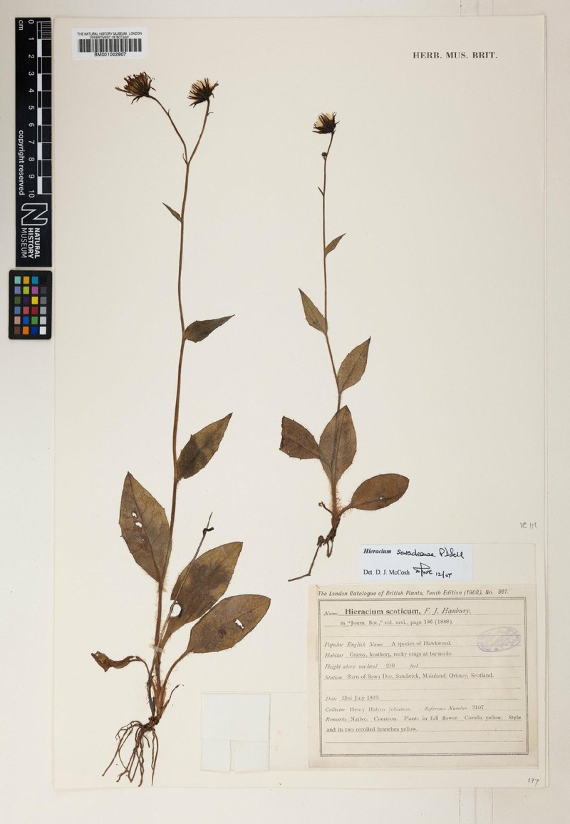 Hieracium sowadeense