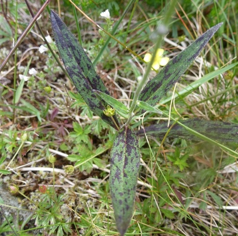 Hieracium sparsifolium