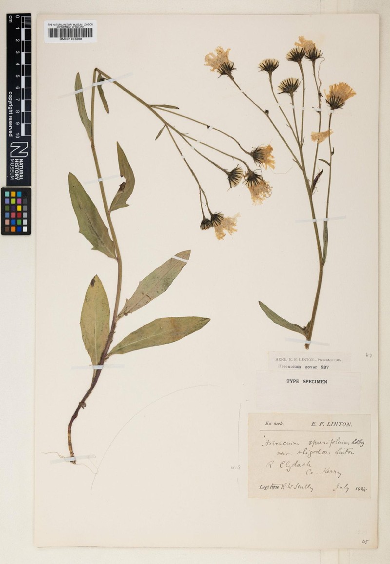 Hieracium sparsifrons