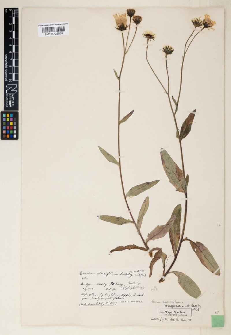 Hieracium sparsifrons photo 2