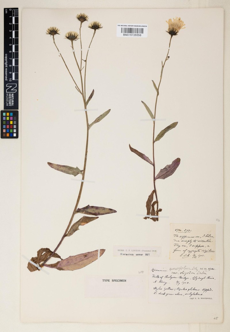 Hieracium sparsifrons photo 3