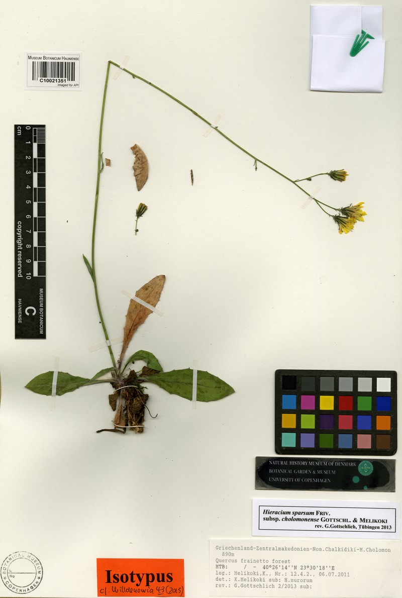 Hieracium sparsum subsp. cholomonense