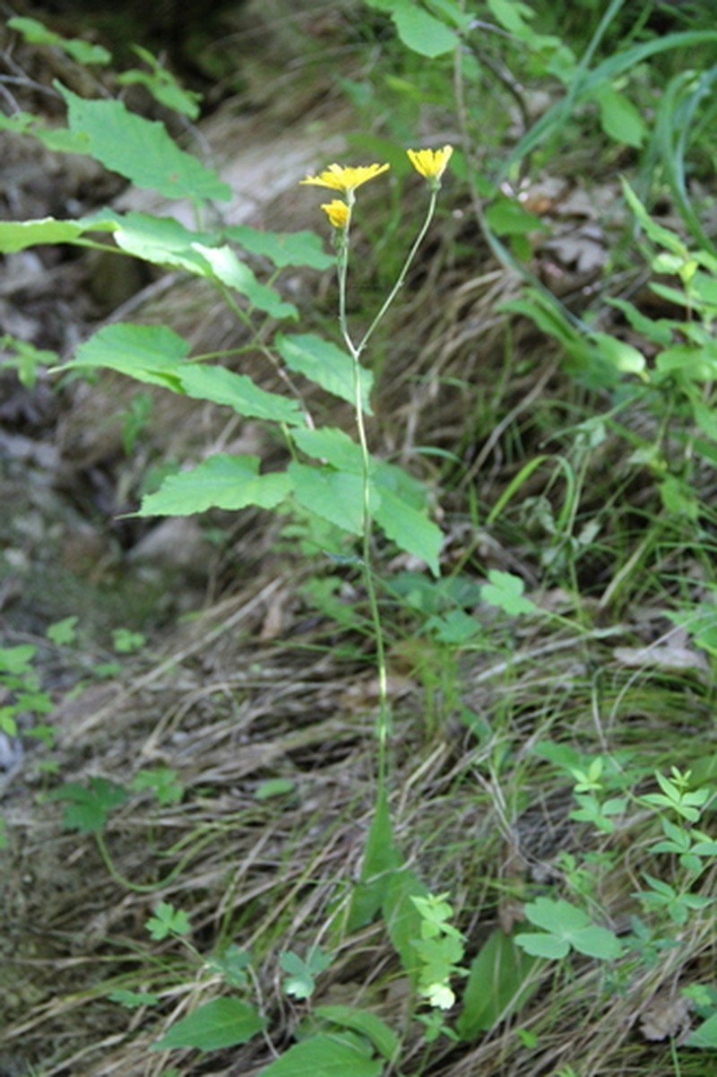 Hieracium sparsum subsp. macrolepis