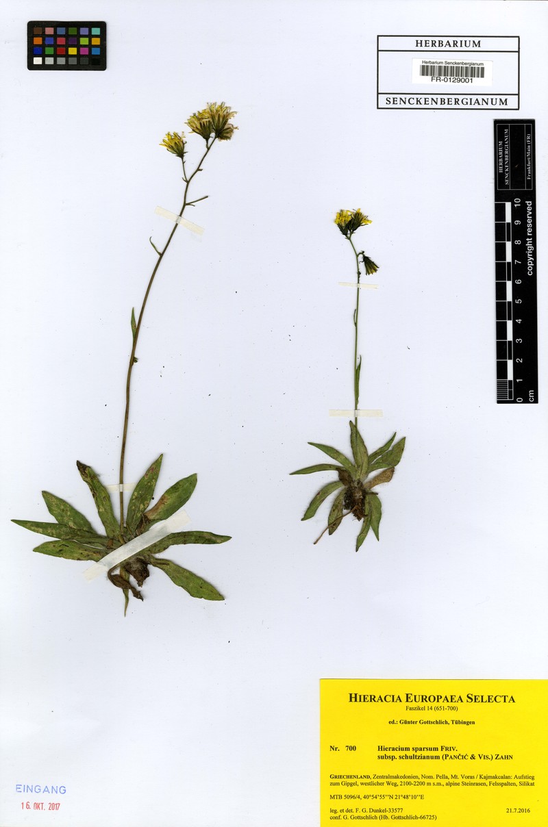 Hieracium sparsum subsp. schultzianum