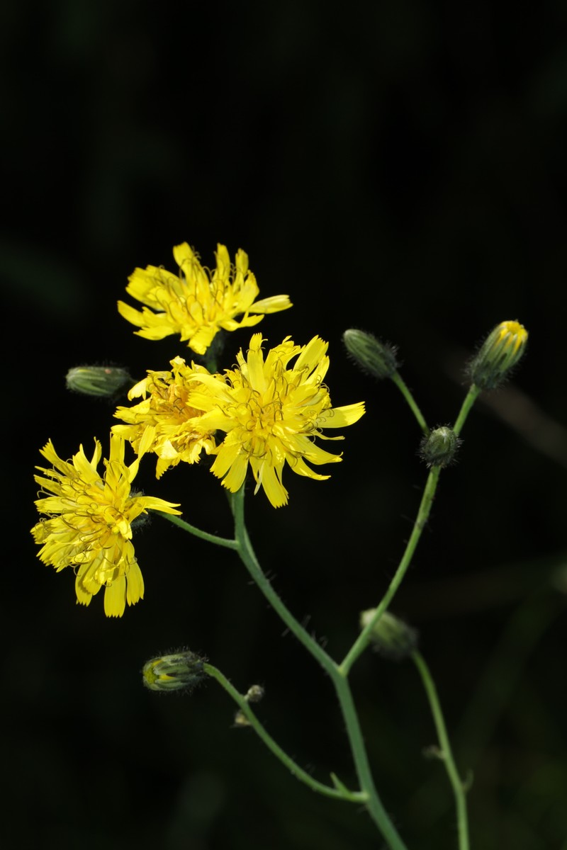 Hieracium sparsum subsp. silesiacum