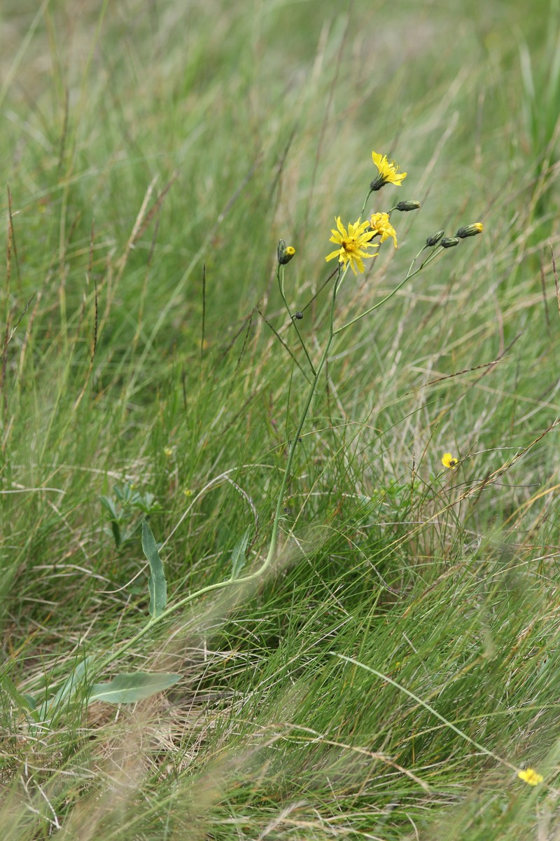 Hieracium sparsum subsp. silesiacum photo 2
